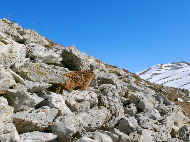 Boccoli d''oro -  Marmotte del Monte Baldo